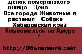 щенок померанского  шпица › Цена ­ 50 000 - Все города Животные и растения » Собаки   . Хабаровский край,Комсомольск-на-Амуре г.